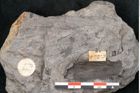 Foto (Detailansicht) von Caulinites otagoicus Ettingshausen (NHMW-GEO-2024-0188-10121a)